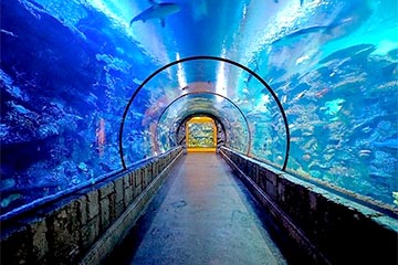 Shark Reef Aquarium